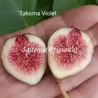 イチジク挿し木苗 2年生Takoma Violet(タコマ バイオレット) イチジク挿し木苗 2年生Takoma Violet(タコマ バイオレット)