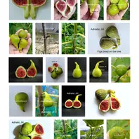 イチジクの品種:タコマバイオレット(Ta「カニ猫イチジク園」の