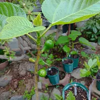 イチジク挿し木苗 2年生Takoma Violet(タコマ バイオレット) Yahoo!オークション -「タコマ」(花、園芸) の落札相場・落札価格