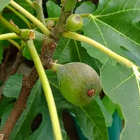 イチジクの品種:タコマバイオレット(Ta「カニ猫イチジク園」の