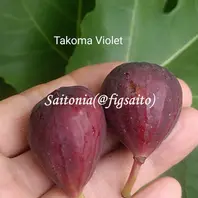 イチジクの品種:タコマバイオレット(Ta「カニ猫イチジク園