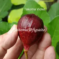 イチジクの品種:タコマバイオレット(Ta「カニ猫イチジク園」の
