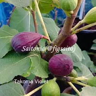 Takoma Violet(タコマ バイオレット) | 世界のイチジク