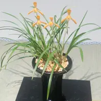 日本春蘭 銘品 緋牡丹 朱金色 ㉕ 緋牡丹」「「春蘭展」京都府立植物園」のアルバム-みんなの趣味の園芸