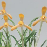 緋牡丹」「「春蘭展」京都府立植物園」のアルバム-みんなの趣味の園芸