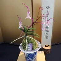赤兎 賞取った作品のアップです。確か「咲くやこの花館イベント集