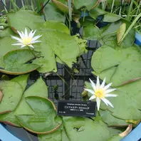 睡蓮の苗1個( ニンファエア・エボレット) nymphaea evolet 睡蓮の苗1個(Nymphaea Evolet ) - メルカリ