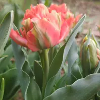 チューリップロレンツォ。複色八重咲き「Nami'sGarden