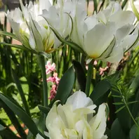 チューリップロレンツォ。複色八重咲き「Nami'sGarden