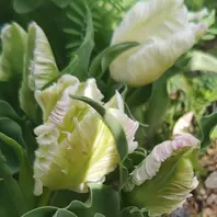 チューリップロレンツォ。複色八重咲き「Nami'sGarden