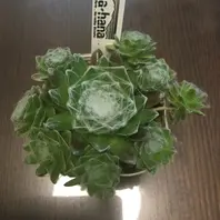 センペルビウム（センペルビブム）の写真-みんなの趣味の園芸613436