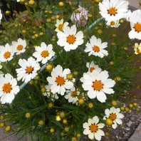 コレオプシスの写真-みんなの趣味の園芸643370