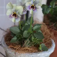 パンジーさま　２枚お纏めページ(a,d) パンジー マジックアワー 顔が蝶結「ビオラ&パンジー」の