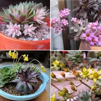 センペルビウム（センペルビブム）の写真-みんなの趣味の園芸613436