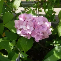 花びらがギザギザ なまえは ❓「紫陽花」のアルバム-みんなの