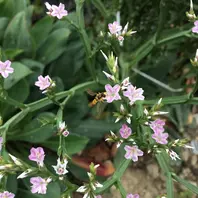 宿根スターチスデュモサ小さな花の集「庭の花」のアルバム-みんなの