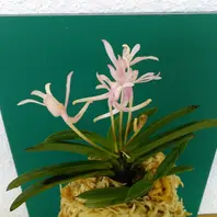 富貴蘭 轡虫の多重交配種です。（富嶽「富貴蘭と戯れルン」の