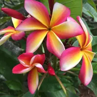 キャンディストライプ。「ハワイのJLプルメリア」のアルバム-みんなの