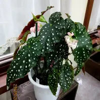 アキ”【Aki】木立性ベゴニア、矢竹タ「木立性ベゴニア」のアルバム