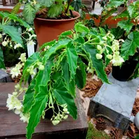 アキ”【Aki】木立性ベゴニア、矢竹タ「木立性ベゴニア」の