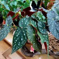 アキ”【Aki】木立性ベゴニア、矢竹タ「木立性ベゴニア」のアルバム