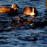 多摩川 の シラサギ白い鳥はそれだ「気ままに散歩 ②」のアルバム
