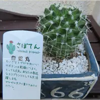 サボテンページ 1 読んでおきたいサボテンの本「図解サボテン作り」 | スーパーサボテン