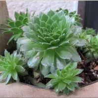 多肉植物の寄せ植えの鉢に白い石を敷いた姿「🌵No.1我家の多肉 多肉植物の寄せ植えの鉢に白い石を敷いた姿「🌵No.1我家の多肉