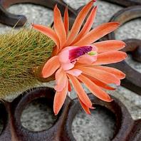金ひもサボテンの花】◇◇軒下のサボテン多肉植物◇◇｜アルバム写真