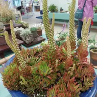 寒霞渓獅子ミセバヤ　カット苗 寒霞渓獅子ミセバヤ カット苗 寒霞渓獅子ミセバヤ カット苗 寒霞