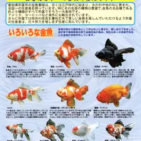 第25回金魚日本一大会弥富市」のアルバム-みんなの趣味の園芸727465