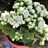 珍しい白い花咲くカランコエモアフラワ「🌵No.2我家の多肉植物たち
