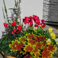 🍁もみじ葉ゼラニウムの美しい葉が引立「寄せ植えに挑戦」の