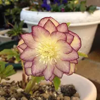 クリスマスローズ・レインボーシリーズ｜超田舎者さんのアルバム