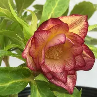 クリスマスローズ・レインボーシリーズ｜超田舎者さんのアルバム