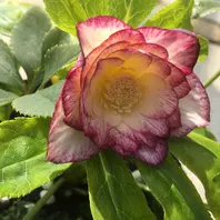 DDレインボー2014作出年:2014年整形「クリスマスローズ・レインボー