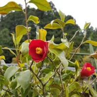 ツバキ「対馬の娘」全姿…小さな挿し木苗「2018～我が家に咲く椿