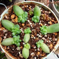 多肉植物^o^ 葉挿し赤ちゃん千代田の松錦 千代田の松の育て方｜日当たりや水やりの加減は？葉挿しの方法は