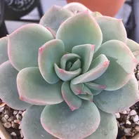 おまとめ中！39SALE！多肉植物^o^   ファンクィーン おまとめ中！39SALE！多肉植物^o^ ファンクィーン おまとめ中！39SALE