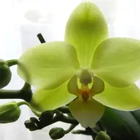 グリーンピクシー「胡蝶蘭」のアルバム-みんなの趣味の園芸2175975