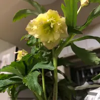 ダブル イエロー ピコティ。イエロー「クリスマスローズ開花株」の