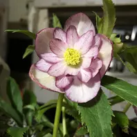 ダブル イエロー ピコティ。イエロー「クリスマスローズ開花株」の