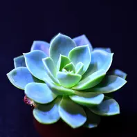 ブルーアトール最近我が家に引っ越して「多肉植物」のアルバム