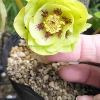 大木ナーセリーノスタルジア？「クリスマスローズ2019」のアルバム