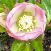 大木ナーセリーノスタルジア？「クリスマスローズ2019」のアルバム