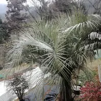 サバル ウレサナ 耐寒ヤシ サバル ウレサナ 耐寒ヤシ