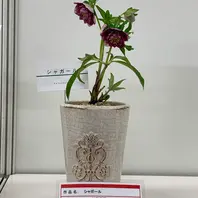 シャガール」加藤農園「2019.2.15第17回クリスマスローズの世界展」の