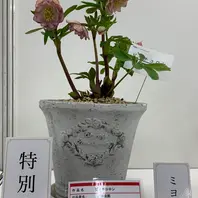 シャガール」加藤農園「2019.2.15第17回クリスマスローズの世界展」の