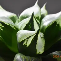 2024-07-13撮影裏般若（B型コンプトミ「ハオルチア」のアルバム