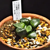 ハオルチア新氷砂糖錦「ハオルチア」のアルバム-みんなの趣味の園芸1004824